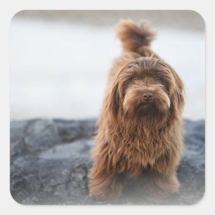 Havanezer hond, Dier, Hond Vierkante Sticker