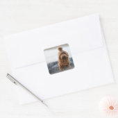 Havanezer hond, Dier, Hond Vierkante Sticker (Envelop)
