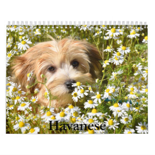 Havanezer kalender