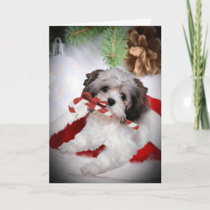 Havanezers hebben een vrolijke kerst Kaart