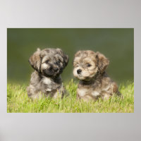 Havanse Puppies