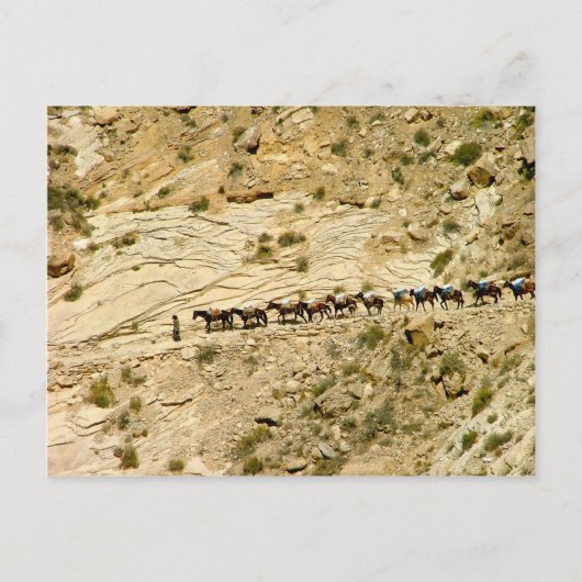 Havasu Canyon Pack Train Briefkaart (Voorkant)