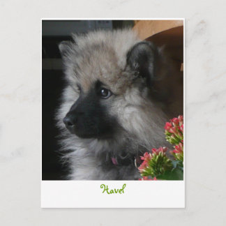 Havel arrive en Amérique Carte postale