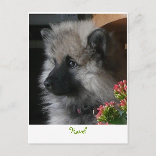 Havel arrive en Amérique Carte postale (Devant)