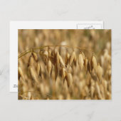 haver briefkaart (Voorkant / Achterkant)