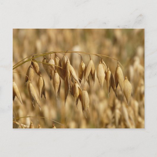 haver briefkaart (Voorkant)