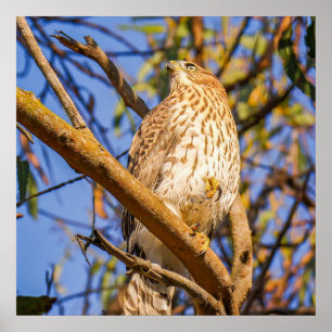 Havik muurkunst Roofvogel Wildlife Foto Afdruk Poster