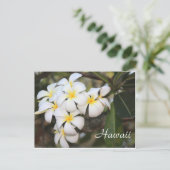 Hawaï, fleurs blanches, carte postale (Debout devant)