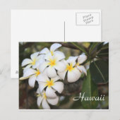Hawaï, fleurs blanches, carte postale (Devant / Derrière)