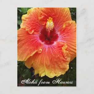 Hawaïaans briefkaart, hawaii, aloha, hibiscus, flo briefkaart
