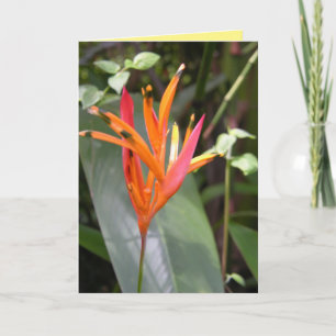 Hawaïaans Sinaasappel vogel van het Paradijs Vloer Kaart