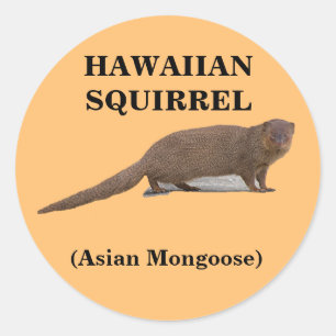 Hawaïaanse eekhoorn (Aziatische Mongoose) Ronde St Ronde Sticker