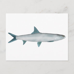 Hawaïaanse lieveheersbeest briefkaart
