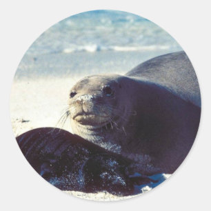 Hawaïaanse Monk Seal en Pup Ronde Sticker