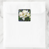 Hawaïaanse tuberculosecluster vierkante sticker (Tas)