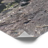 HAWAÏAN HAPUU FERNS POSTER (Hoek)