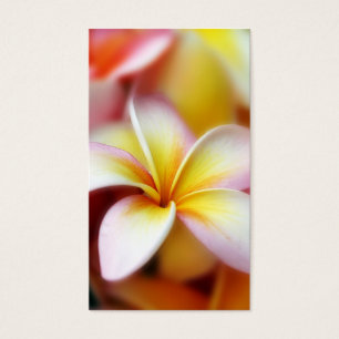 Hawaïen blanc de fleur d'Hawaï de Frangipani de