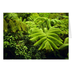Hawaii, Big Island, Lush tropische groen in 2