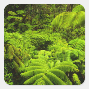 Hawaii, Big Island, Weelderig tropisch groen in Vierkante Sticker