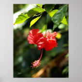 Hawaii botanica 9b poster (Voorkant)