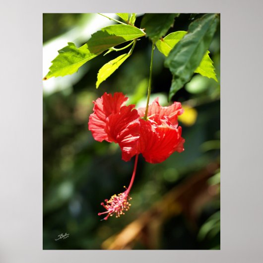 Hawaii botanica 9b poster (Voorkant)