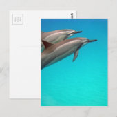 Hawaii Dolphins Briefkaart (Voorkant / Achterkant)