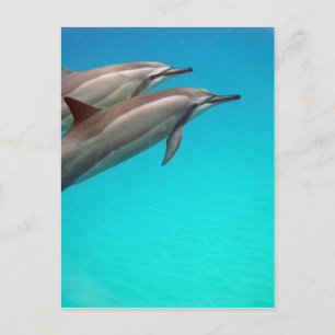 Hawaii Dolphins Briefkaart