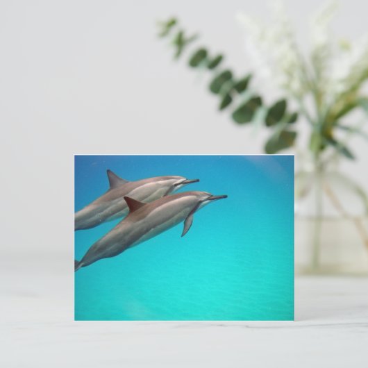 Hawaii Dolphins Briefkaart (Staand voorkant)