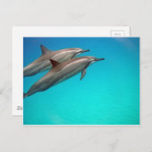 Hawaii Dolphins Briefkaart (Voorkant / Achterkant)
