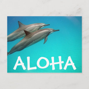 Hawaii Dolphins Post Card Briefkaart