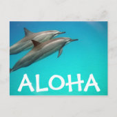 Hawaii Dolphins Post Kaart (Voorkant)