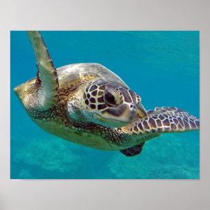 Hawaii-eilanden Zeeschildpad Poster