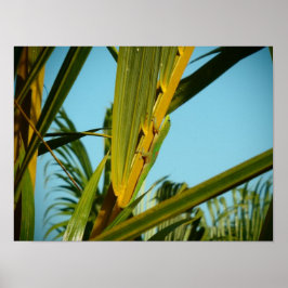 Hawaii gekko palmboom poster