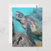 Hawaii Green Zee Turtle Briefkaart (Voorkant / Achterkant)