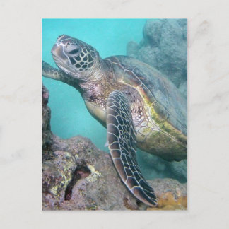 Hawaii Green Zee Turtle Briefkaart