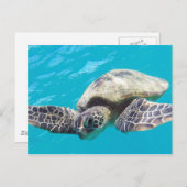 Hawaii Green Zee Turtle Briefkaart (Voorkant / Achterkant)