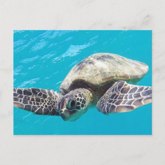 Hawaii Green Zee Turtle Briefkaart (Voorkant)