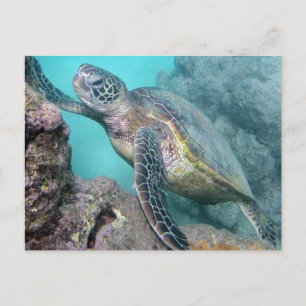 Hawaii Green Zee Turtle Briefkaart