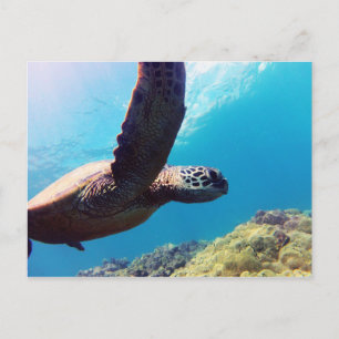 Hawaii Green Zee Turtle Briefkaart