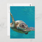 Hawaii Green Zee Turtle - Honu Briefkaart (Voorkant / Achterkant)