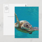 Hawaii Groene Zeeen Schildpad - Honu Briefkaart (Voorkant / Achterkant)