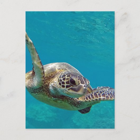Hawaii Groene Zeeen Schildpad - Honu Briefkaart (Voorkant)