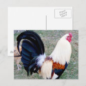 Hawaii Hanauma Bay Rooster Briefkaart (Voorkant / Achterkant)