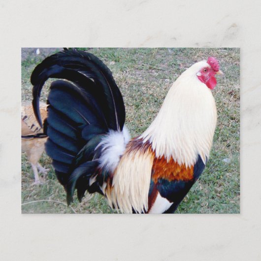 Hawaii Hanauma Bay Rooster Briefkaart (Voorkant)