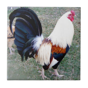 Hawaii Hanauma Bay Rooster Tegeltje