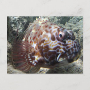 Hawaii Hawk Fish Briefkaart