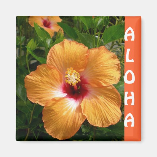 Hawaii Hibiscus Aloha Magneet (Voorkant)
