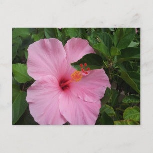 Hawaii Hibiscus Flower Briefkaart