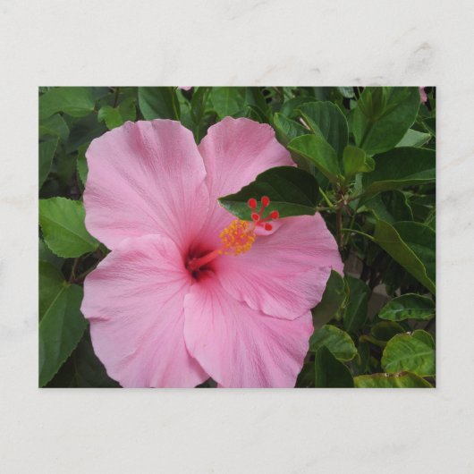 Hawaii Hibiscus Flower Briefkaart (Voorkant)