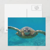Hawaii Honu Briefkaart (Voorkant / Achterkant)
